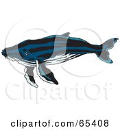 Poster, Art Print Of Swimming Blue Whale With Black Stripes