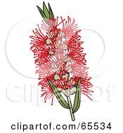 Poster, Art Print Of Red Swamp Bottlebrush Flower