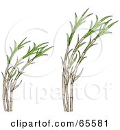 Poster, Art Print Of Growing Cane Plants