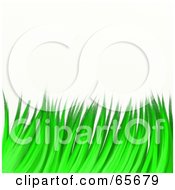 Poster, Art Print Of Background Of Green Grassy Blades Over White