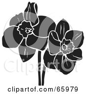 Royalty Free RF Clipart Illustration Of Two Black And White Daffodil Flowers