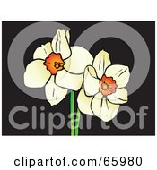 Two White Daffodil Flowers On Black