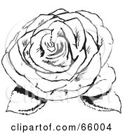 Poster, Art Print Of Black And White Fully Bloomed Rose With Leaves
