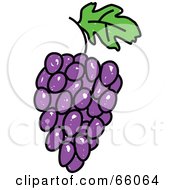 Poster, Art Print Of Sketched Purple Grapes