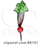 Royalty Free RF Clipart Illustration Of A Red Beet Root