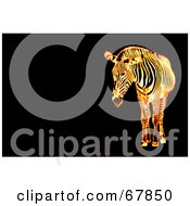 Poster, Art Print Of Fiery Zebra On A Black Background With Text Space