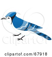 Royalty Free RF Clipart Illustration Of A Curious Blue Jay Cyanocitta Cristata