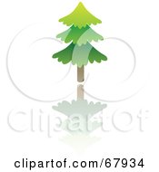Poster, Art Print Of Evergreen Tree With A Reflection
