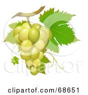 Poster, Art Print Of Cluster Of Fresh Green Grapes On A Green Vine