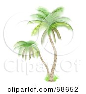 Poster, Art Print Of Palm Tree With Delicate Green Leaves