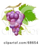 Poster, Art Print Of Cluster Of Fresh Purple Grapes On A Green Vine