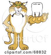 Bobcat Character Holding A Tooth