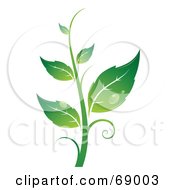 Poster, Art Print Of Dewy Green Organic Leafy Plant