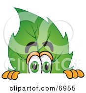 Clipart Picture Of A Leaf Mascot Cartoon Character Scared And Peeking Over A Surface by Toons4Biz