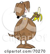 Poster, Art Print Of Brown Dog Eating A Banana
