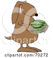 Poster, Art Print Of Brown Dog Holding A Watermelon