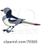 Poster, Art Print Of Magpie Bird With A Colorful Tail