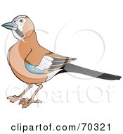 Poster, Art Print Of Brown Jay With Blue Black And White Markings On Its Wings