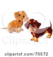 Poster, Art Print Of Two Dachshund Puppies