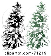Poster, Art Print Of Evergreen Tree Flocked In Snow With A Black And White Copy - Version 1
