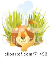 Friendly Male Lion Resting In Tall Grass