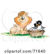Male Lion Watching A Magpie On A Basket