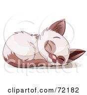 Poster, Art Print Of Cute Siamese Kitten Curled Up And Sound Asleep