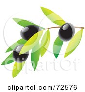 Poster, Art Print Of Branch With Leaves And Black Olives