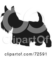 Poster, Art Print Of Dark Brown Scottish Terrier Dog Silhouette