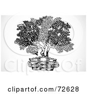 Poster, Art Print Of Black And White Potted Bonsai Plant