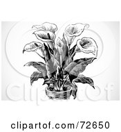 Royalty Free RF Clipart Illustration Of A Black And White Potted Calla Lily Plant