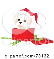 Poster, Art Print Of West Highland White Terrier Puppy Wearing A Santa Hat And Popping Out Of A Christmas Gift Box