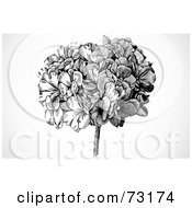 Poster, Art Print Of Black And White Head Of Flowers Over Gray Shading
