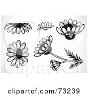 Poster, Art Print Of Digital Collage Of Black And White Daisy Flower Elements