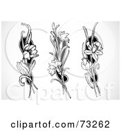 Digital Collage Of Three Black And White Tulip Carnation And Daffodil Elements