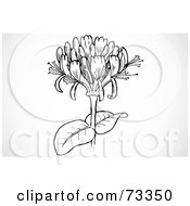 Royalty Free RF Clipart Illustration Of A Black And White Honeysuckle Head