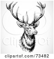 Poster, Art Print Of Black And White Buck With Large Antlers