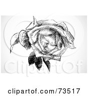 Royalty Free RF Clipart Illustration Of A Black And White Vintage Rose Blooming