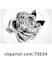 Royalty Free RF Clipart Illustration Of A Black And White Vintage Rose In Full Bloom