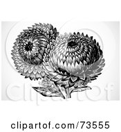 Royalty Free RF Clipart Illustration Of Black And White Sunflowers