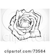Royalty Free RF Clipart Illustration Of A Black And White Large Blooming Rose Flower