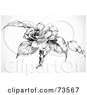 Royalty Free RF Clipart Illustration Of A Black And White Vintage Rose And Leaves On A Bush