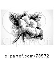 Poster, Art Print Of Black And White Vintage Small Rose Flower With Leaves