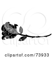 Poster, Art Print Of Long Stemmed Black And White Rose