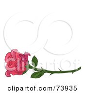 Poster, Art Print Of Single Pink Rose On A Long Thorny Stem