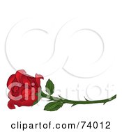 Poster, Art Print Of Single Red Rose On A Long Thorny Stem