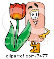 Bandaid Bandage Mascot Cartoon Character With A Red Tulip Flower In The Spring