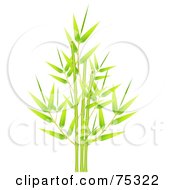 Poster, Art Print Of Green Bamboo Cluster Of Fresh New Leaves And Stalks