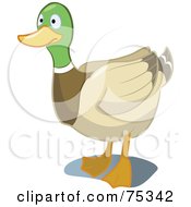 Poster, Art Print Of Mallard Duck Staring