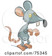 Poster, Art Print Of Scrawny Gray Mouse
